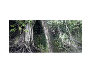 Tree Trunks in River CR